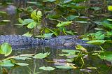 Alligator, Everglades National Park, Florida